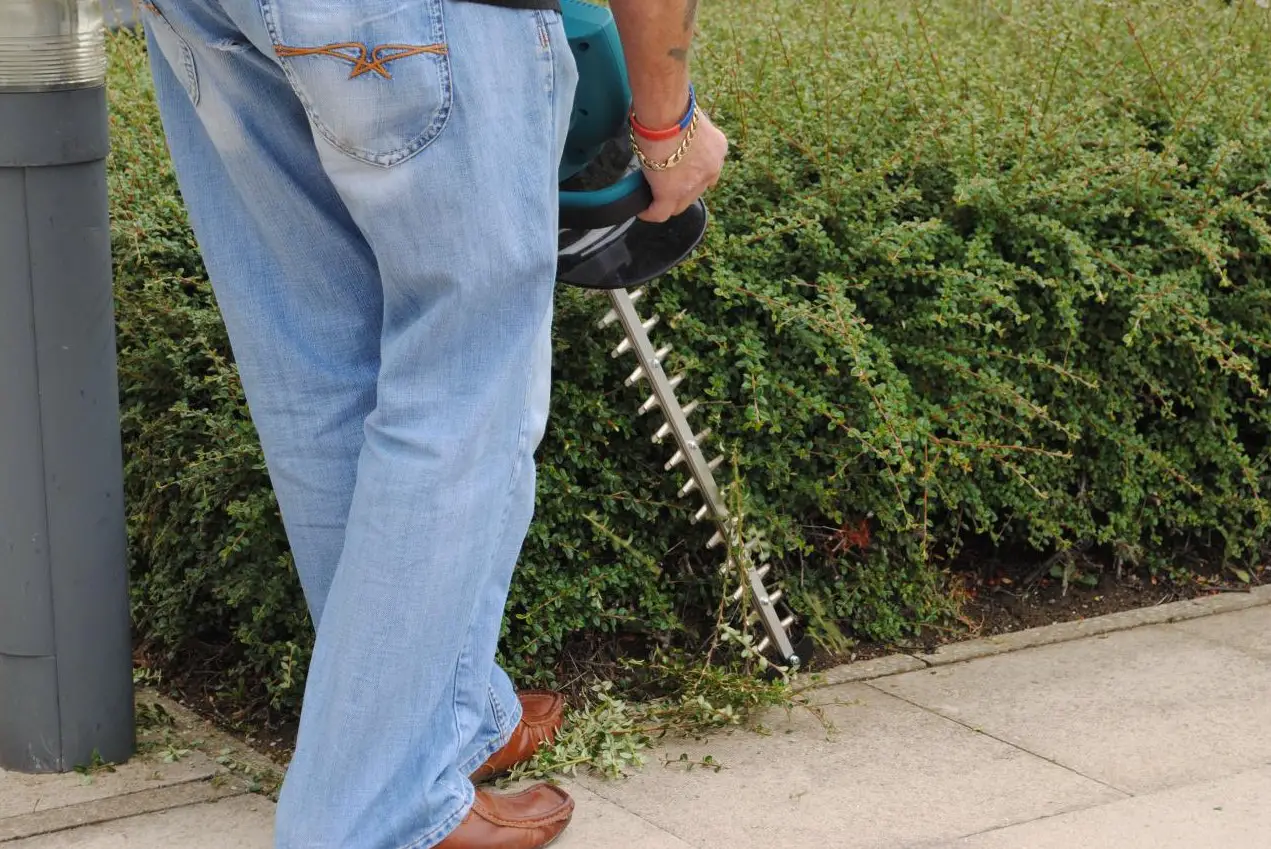 a cordless hedge trimmer being used