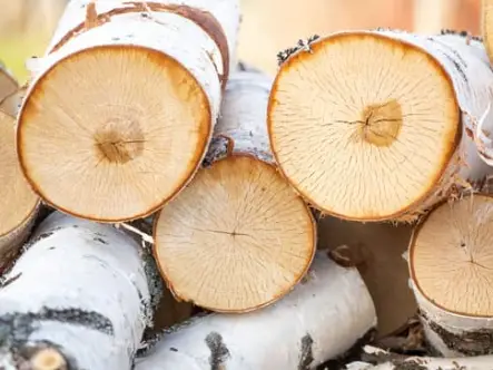 Firewood Identification - How To Identify Different Types Of Firewood