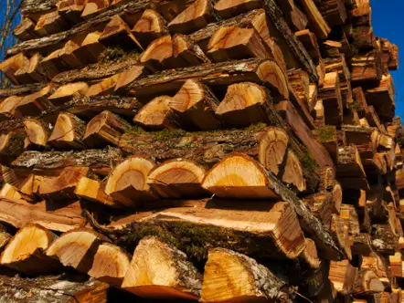 Firewood Identification - How To Identify Different Types Of Firewood