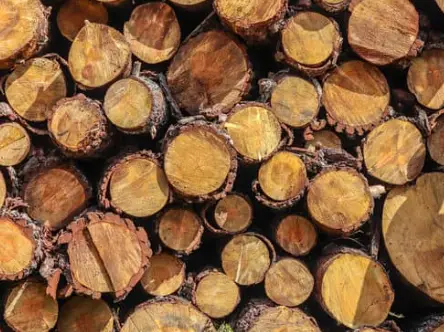 Firewood Identification - How To Identify Different Types Of Firewood