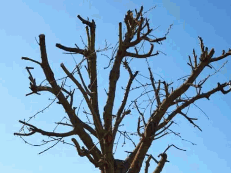 How To Fix An Over-Pruned Tree