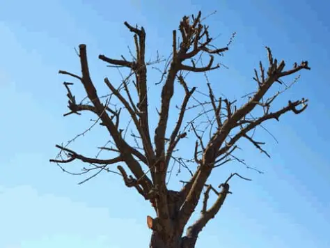 Why Tree Pruning Is Important