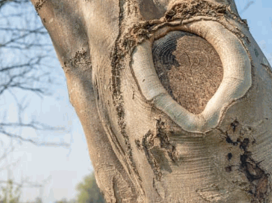 How Do You Seal A Tree Wound
